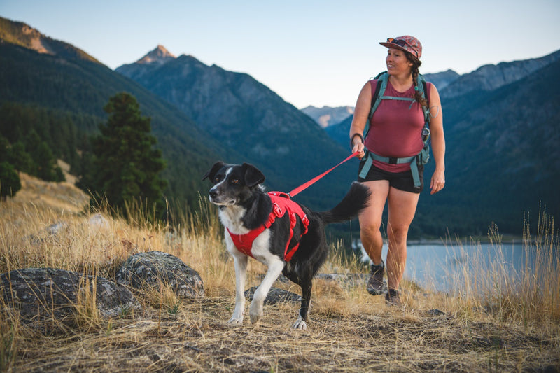 Ruffwear Web Master Dog Harness with Handle-Assorted Colours