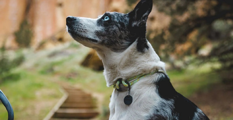 Ruffwear Knot-A-Collar Rope Dog Collar-Assorted Colours