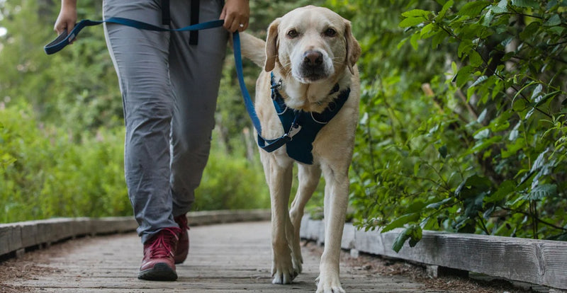Ruffwear Front Range Dog Leash-Assorted Colours