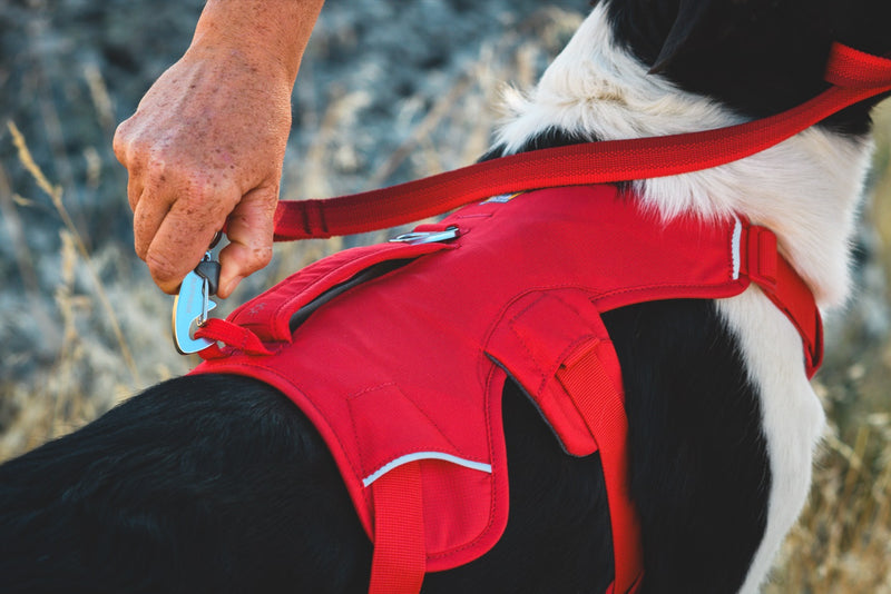 Ruffwear Web Master Dog Harness with Handle-Assorted Colours