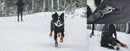 Ruffwear Powder Hound™ Waterproof Insulated Dog Coverall-Obsidian Black