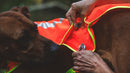 Ruffwear Lumenglow™ High-Vis Dog Vest-Blaze Orange