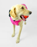 Dryrobe Dog Waterproof Coat-Pink/Black