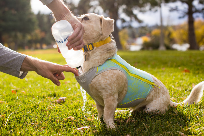 Dog cool vest uk deals