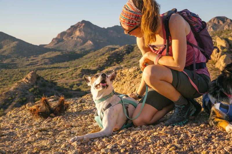 Ruffwear Swamp Cooler Harness-Heliotrope Purple