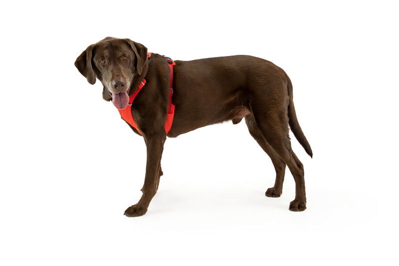 Ruffwear Front Range Dog Harness-Red Clay