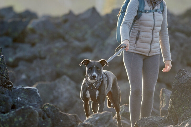 Ruffwear Front Range Dog Harness-Twilight Gray