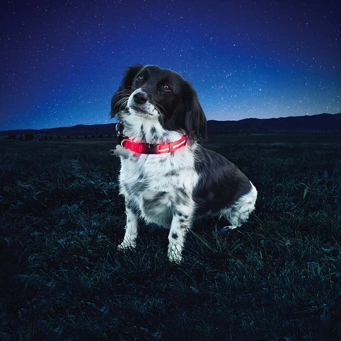 NiteIze Nite Dawg LED Dog Collar-Red