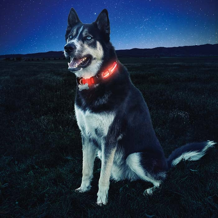 NiteIze Nite Dawg LED Dog Collar-Red