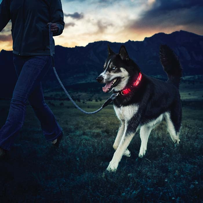 NiteIze Nite Dawg LED Dog Collar-Red