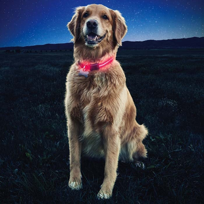 NiteIze Nite Dawg LED Dog Collar-Red