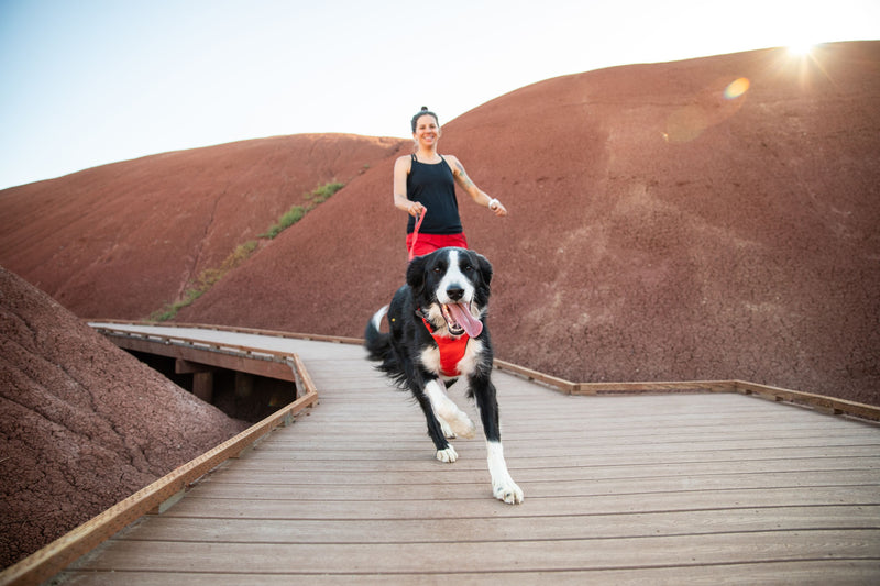Ruffwear Front Range Dog Harness-Red Sumac