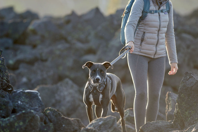 Ruffwear Front Range Dog Harness-Twilight Gray