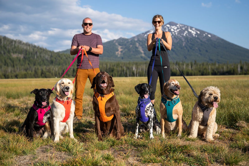 Ruffwear Front Range Dog Harness-Twilight Gray